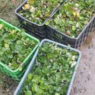 نهال توت فرنگی سابرینا درجه یک