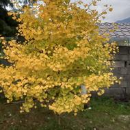 فروش نهال ژینگو