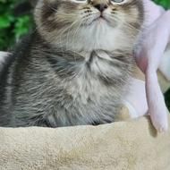 واگذاری اسکاتیش کت عروسکی