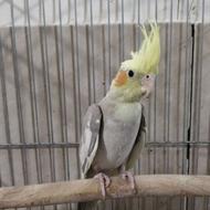 جوجه عروس هلندی