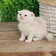 توله گربه 60 روزه اسکاتیش بریتیش