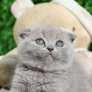 واگذاری سکاتیش بریتیش عروسکی