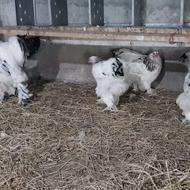 تخم نطفه دار و جوجه برهما لایت