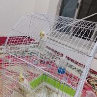 چهارعدد عروس هلندی دم تخم