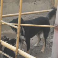 واگذارر یک قلاده سگ نگهبان