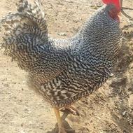 تخم نطفه دار و جوجه آمروک