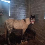 اسب سواری سن 7