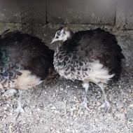 ماده طاووس هندی