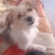 سگ شیتزو نر رایگان واگذاری