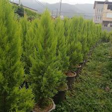 کاج لاوسون سطل 12