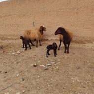 فروش 2راس میش افشاری زایده