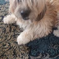 واگذاری سگ تریر