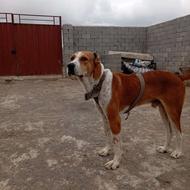 سگ........واگذار