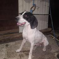 واگذار سگ شکاری فول