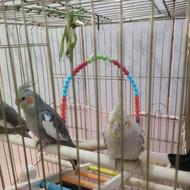 عروس هلندی ،،،