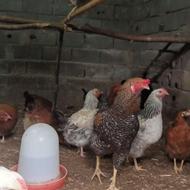 مرغ محلی وخروس ونیمچه