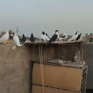 کفتر پرشی به ضمانت