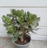 کراسولا آواتا ( گل یشم)