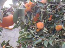 فروش زمین مسکونی 980 متر در فیروزکلا آمل در شیپور