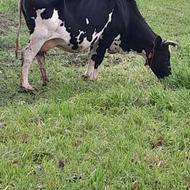 گاو با گوساله سیمینتال ماده