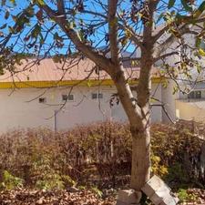 زمین بافت 200متری جنگلی