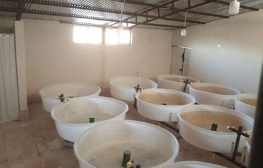 فروش مزرعه پرورش بچه ماهی ( حد واسط)