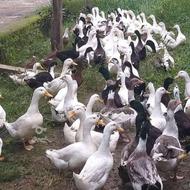 اوردک پروازی ومحلی