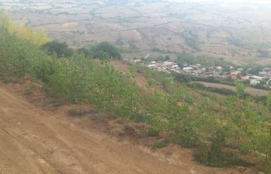 زمین کشاورزی و باغ