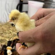 جوجه محلی جوجه گردن لخت جوجه کاکلی