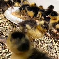 جوجه اردک محلی