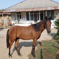 اسب زیبا عرب