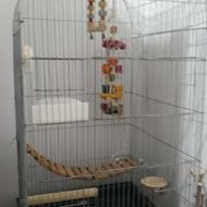 قفس طوطی کاسکو