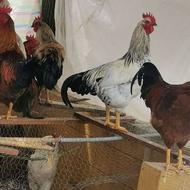 مرغ خروس محلی زنده و کشتار و تخم مرغ محلی