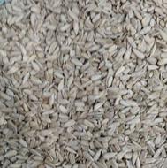 مغز خام تخمه آفتابگردان تازه