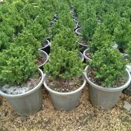 کریپتومریا کله قندی نانا نوئل آبی آتلانتیک ژینگو