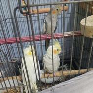 3عدد عروس زیر 1سال همراه با قفس و کلیه لوازم