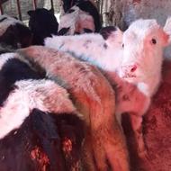 گوساله سمینتال انتیک