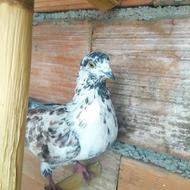 کبوتر. پرشی