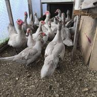 اردک مسکویی نقره ای بالغ