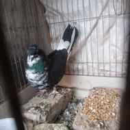 یک کبوتر ماده وسرحال