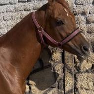 عرب دو سرمصری