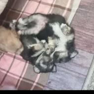 واگذاری،توله جک راسل