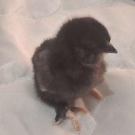 انواع جوجه چند روزه