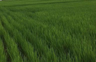 فروش زمین کشاورزی 107850 متر در کوی اصحاب