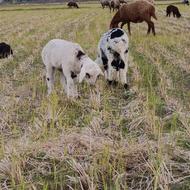 گوسفند داشتی