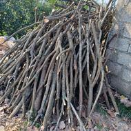 فروشنده چوب هیزمی درختان خرمالو 12 ساله