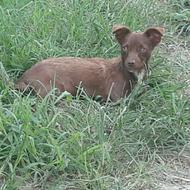 سگ .................