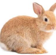 2عدد خرگوش نژاد دار دستی 