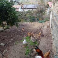 قو غاز سالم و بزرگ