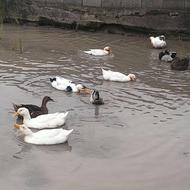 اردک و غاز محلی و اسرائیلی